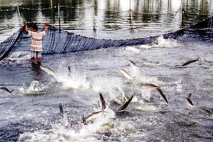 Tổng cục Thủy sản: Làm giả công văn, cấp chứng nhận trái phép hơn 800 sản phẩm