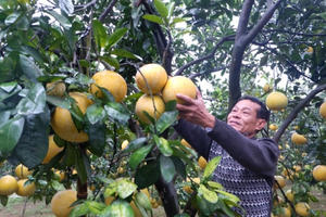 Tìm giải pháp tiêu thụ cho vùng trồng bưởi huyện Chương Mỹ