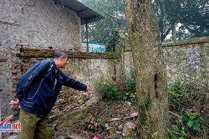 Bất ngờ lộ cây sưa đỏ trăm tuổi được cả làng dấu kín