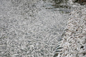 Cá chết nổi trắng một góc Hồ Tây