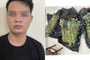 Hà Nội: Bắt nam thanh niên ôm hơn 30kg cây thuốc phiện đi bán