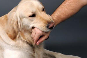 Bị chó cắn, nam thanh niên tử vong sau 3 tháng