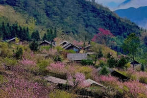 Hoa đào, hoa mận đua nở mời gọi du khách đến với Y Tý Hoa đào, hoa mận đua nở mời gọi du khách đến với Y Tý
