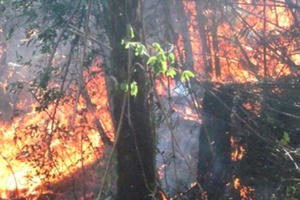 Lào Cai: Khống chế được đám cháy trên rừng Hoàng Liên Lào Cai: Khống chế được đám cháy trên rừng Hoàng Liên
