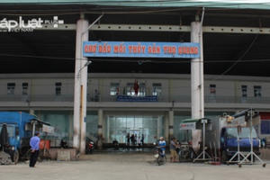 Đà Nẵng triển khai Đề án thí điểm khai thác chế biến và xuất khẩu cá nóc