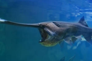 Cá mái chèo cổ đại của Trung Quốc đã tuyệt chủng