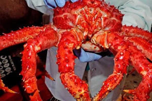 Mâm cơm người Việt xuất hiện những loại cua đắt nhất thế giới