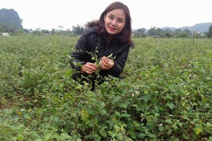 "Hái ra tiền" nhờ trồng... cây dại