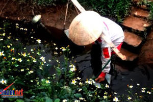 Hoảng hốt tưới rau sống bằng nước thải đen ngòm ở Hà Nội