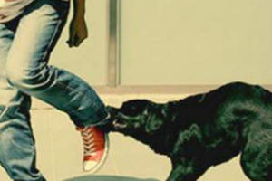 Đi tập thể dục buổi sáng, nhiều người bị chó cắn