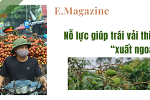 Nỗ lực giúp vải thiều “xuất ngoại”