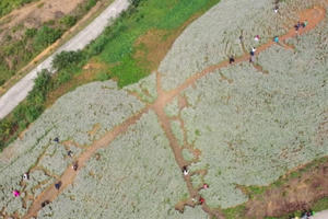 Hoa Tam giác mạch đầu mùa hấp dẫn du khách đến với Hà Giang