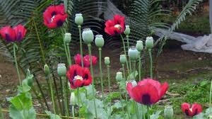 Audio Plus: Chỉ vì "Nàng tiên nâu"