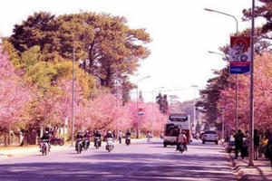 Bản tin Audio Pháp luật Plus ngày 7/2: Hủy Ngày hội hoa anh đào Đà Lạt