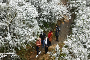Du khách băng rừng săn tuyết Sa Pa