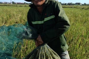 Chuyện về ngôi làng kiếm tiền triệu mỗi ngày từ “tôm bay”