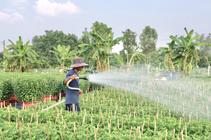 Làng hoa Thới An  nhộn nhịp những ngày cuối năm