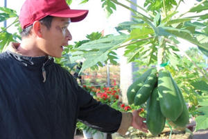 "Giật mình" mức giá 3 triệu một cây đu đủ cảnh chơi Tết "Giật mình" mức giá 3 triệu một cây đu đủ cảnh chơi Tết