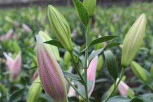 Hà Nội: Làng hoa Tây Tựu khoe sắc trước giờ “G”