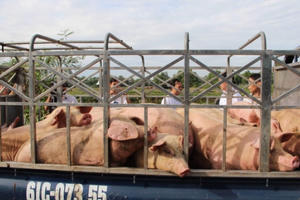 Bình Dương: Phát hiện heo có chứa chất tạo nạc chuẩn bị được mổ bán đưa ra thị trường Bình Dương: Phát hiện heo có chứa chất tạo nạc chuẩn bị được mổ bán đưa ra thị trường