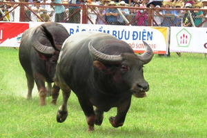 Lần thứ hai Bộ Văn hóa bác đề xuất bán vé hội chọi trâu Đồ Sơn