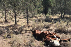 Không có dấu vết để lại, bò đực bị rút cạn máu một cách bí hiểm