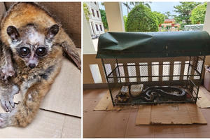 Nghệ An: Bắt giữ đối tượng mua bán động vật quý hiếm