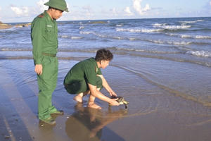 Bà Rịa - Vũng Tàu: Thả đồi mồi quý hiếm về lại môi trường biển
