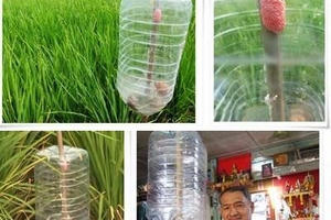 Kỹ thuật bẫy Ốc bươu vàng trên ruộng lúa đơn giản, hiệu quả cao Kỹ thuật bẫy Ốc bươu vàng trên ruộng lúa đơn giản, hiệu quả cao