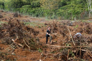 Lâm Đồng: Điều tra việc người dân bị phá hoại 1.000 cây cà phê