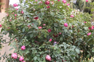 Du khách "vỡ mộng" khi tới lễ hội hoa hồng Bulgaria