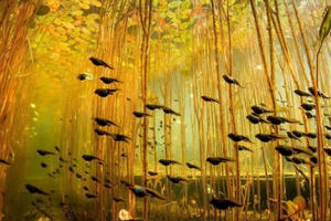 Ngỡ ngàng trước cảnh sắc tuyệt đẹp của thiên nhiên