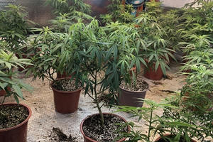 Một đối tượng tự trồng cần sa, sơ chế bán cho "con nghiện"