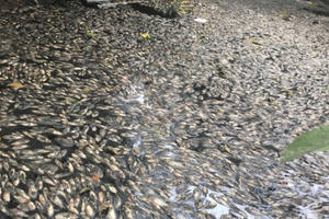 Cá chết nổi dày đặc trên dòng kênh ngay giữa lòng thành phố Vinh