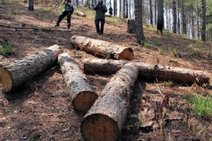 Phó Thủ tướng yêu cầu kiểm điểm đơn vị để xảy ra khai thác gỗ trái phép tại Lâm Đồng