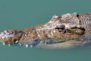 Thoát chết thần kỳ khỏi hàm cá sấu