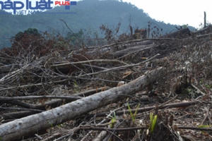 Cận cảnh 40 ha rừng bị triệt phá tại đèo Mũi Trâu Đà Nẵng Cận cảnh 40 ha rừng bị triệt phá tại đèo Mũi Trâu Đà Nẵng