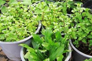 Lo rau bẩn, người Sài Gòn đổ xô đi mua rau trồng trong chậu