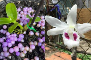 Trái đắng lan Phi điệp đột biến: Lời thú nhận gây sốc