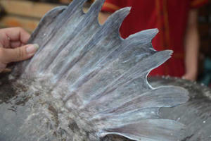 Cận cảnh 'thủy quái' nặng hơn 1 tạ đang ngoan ngoãn trong một nhà hàng ở Hà Nội