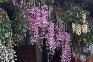 Bộ sưu tập lan rừng quý hiếm của trai 9X tỉnh Đắk Nông