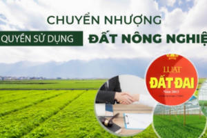 Đất nông nghiệp chưa có sổ đỏ có được phép chuyển nhượng không? Đất nông nghiệp chưa có sổ đỏ có được phép chuyển nhượng không?