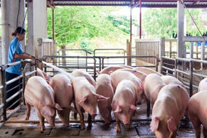 Dùng ô tô tải đi trộm 9 con lợn