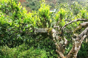 12 cây chè shan tuyết được công nhận là Cây Di sản Việt Nam