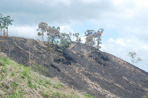 Phá rừng do có tiếp tay của cán bộ (!)