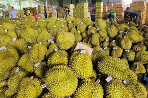 Xử lý thông tin "Sầu riêng vẫn loay hoay giải quyết chất vàng O" Xử lý thông tin "Sầu riêng vẫn loay hoay giải quyết chất vàng O"