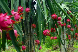 Đồng Nai: Thanh long chỉ còn dưới 5.000 đồng/kg, nông dân ôm nợ