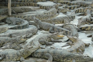 Thanh niên đột nhập trang trại bắt 300 con cá sấu