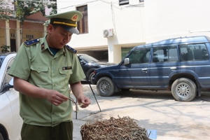 Sử dụng biển số giả vận chuyển 700kg cam thảo nhập lậu