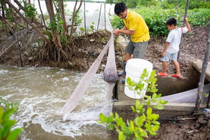 Hiệu quả mô hình nuôi tôm rừng sinh thái ở Cà Mau